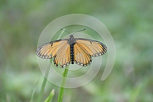 Yellow  coster - Acraea issoria Butterfly