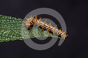 Yellow coster Acraea issoria caterpillar