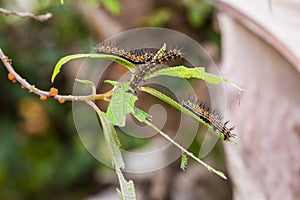 Yellow coster Acraea issoria caterpillars