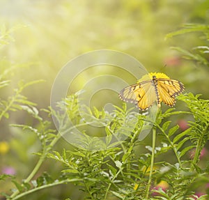 Yellow coster butterfly hanging on Yellow marigolds flower Tage