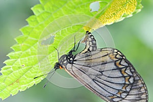 Yellow Coster Butterfly laying Eggs on nature background in Thailand and Southeast-Asia.