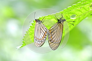 Yellow Coster Butterfly mating on nature background in Thailand and Southeast-Asia.