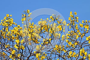 Yellow Cotton flower Tree flowers on sky blue background Scientific name : Cochlospermum regium, Yellow flower bunch on sky blue