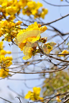 Yellow cotton, Silk Cotton Tree