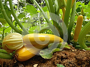 Yellow Courgette Plant