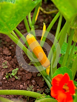 Yellow courgette, zucchini fruit Shooting star variety plant in vegetable garden