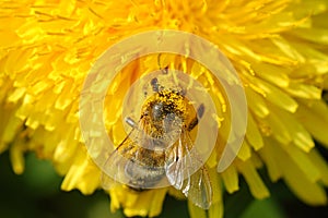 Yellow covered bee