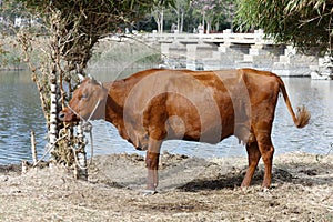 Yellow cow by anpingqiao bridge, adobe rgb photo