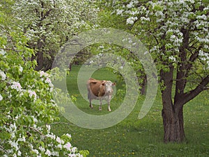 A yellow cow grazing under blooming trees in spring