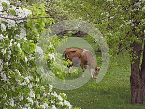 A yellow cow grazing under blooming trees in spring