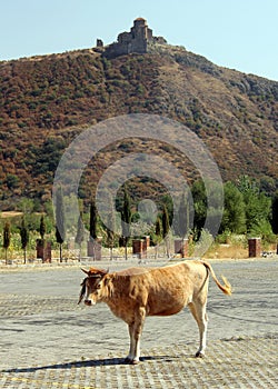 Yellow cow standing on a tarmac, Jvari monastery on a hill in the background, Mtskheta, Georgia