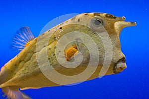 Yellow Cowfish