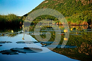 Yellow Cowlily Flowers and Lilypads with Mountain in Background