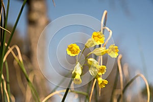 yellow cowslip first bloom