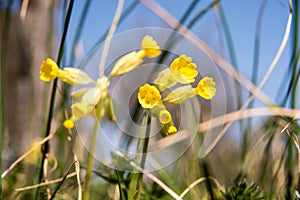 yellow cowslip first bloom