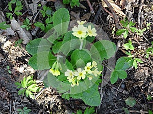 yellow cowslip in the woods