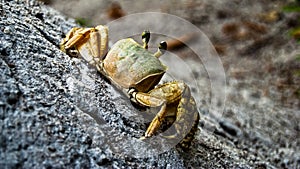 Yellow Crab