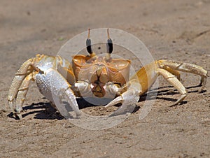 Yellow crab