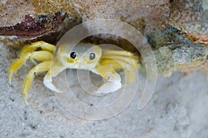 Yellow Crab