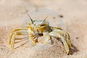 Yellow crab crawling in sand