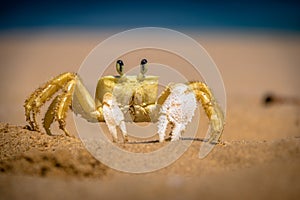 Cangrejo sobre el hacer Playa, brasil 