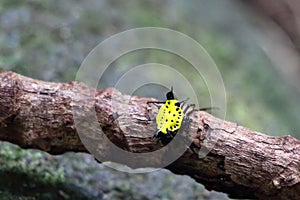 Yellow crab-like spider crawling on tree branch