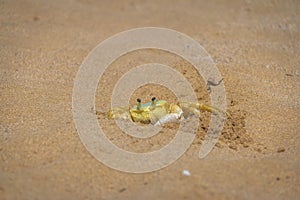 Yellow Crab at Praia do Sancho Beach - Fernando de Noronha, Pernambuco, Brazil