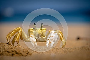 Yellow Crab at Praia do Sancho Beach - Fernando de Noronha, Pernambuco, Brazil