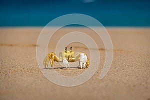 Yellow Crab at Praia do Sancho Beach - Fernando de Noronha, Pernambuco, Brazil