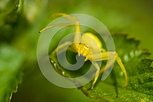 Yellow crab spider