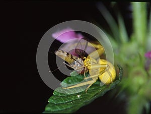 yellow crab spider