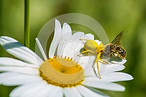 Yellow crab spider with prey sitting on a marguerite flower