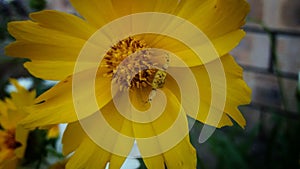 Yellow Crab spider ready to pounce