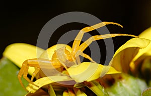 Yellow crab spider Thomisus onustus closeup
