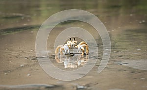 Yellow Crab Walking on Beach