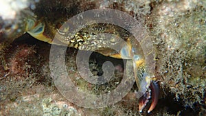 Yellow crab or warty crab (Eriphia verrucosa) undersea, Aegean Sea