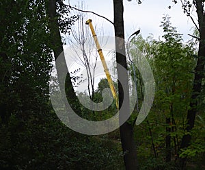 Yellow crane on the edge of a green forest