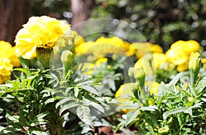 Yellow crarnation in the garden