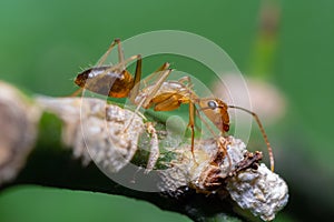 Yellow crazy ant on branch with green background, Thailand photo