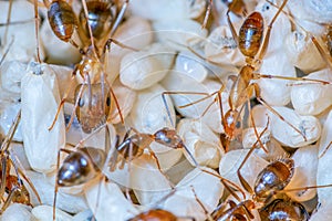 The Yellow Crazy Ant, orange ants and eggs in nest