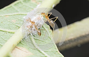 Yellow crazy ants feeding on white mealybug pseudococcidae