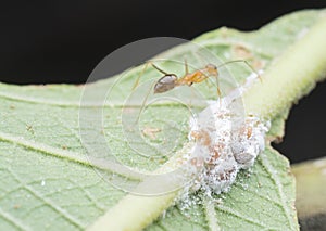 Yellow crazy ants feeding on white mealybug pseudococcidae