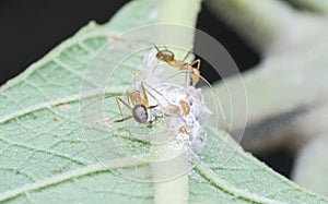 Yellow crazy ants feeding on white mealybug pseudococcidae