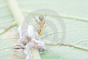 Yellow crazy ants feeding on white mealybug pseudococcidae