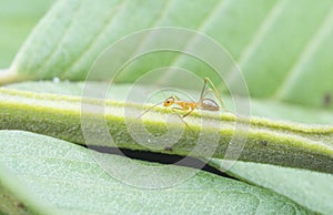 Yellow crazy ants feeding on white mealybug pseudococcidae