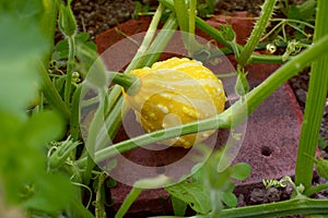 Yellow and cream ornamental gourd among plant vines
