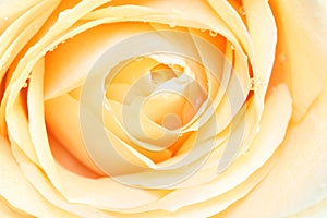 Yellow cream rose close-up abstract background