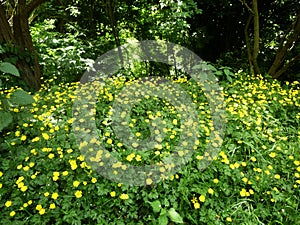 Yellow Creeping Buttercup Ranunculus Repens or Gold Button flowers.