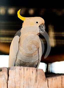 Yellow Crested Cockatoo