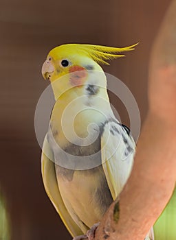 Yellow Crested Cockatoo
